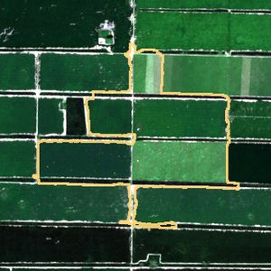 La parcela el 24 de mar de 2026, etapa de pico