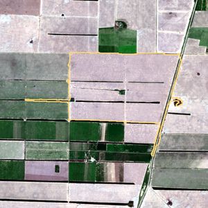 La parcela el 13 de ene de 2026, etapa de emergencia