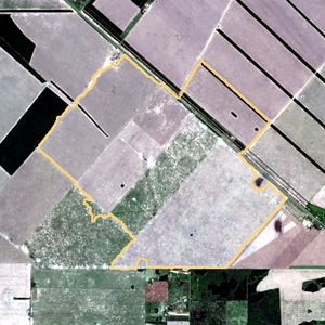 La parcela el 13 de ene de 2026, etapa de emergencia