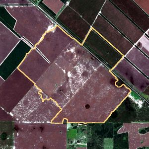 La parcela el 3 de may de 2026, etapa de cosecha