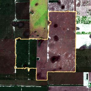 La parcela el 3 de may de 2026, etapa de cosecha