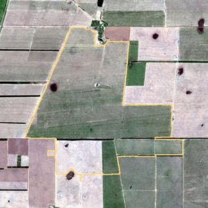 La parcela el 13 de ene de 2026, etapa de emergencia