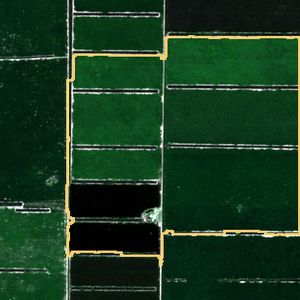 La parcela el 24 de mar de 2026, etapa de pico