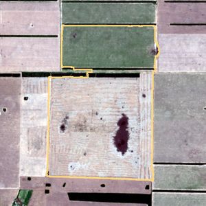La parcela el 13 de ene de 2026, etapa de emergencia